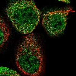 WIPI2 Antibody, Novus Biologicals:Antibodies:Primary Antibodies